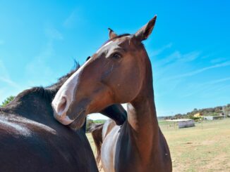 Resuelto-el-problema-para-autorizar-la-TENENCIA-DE-CABALLOS-en-el-municipio