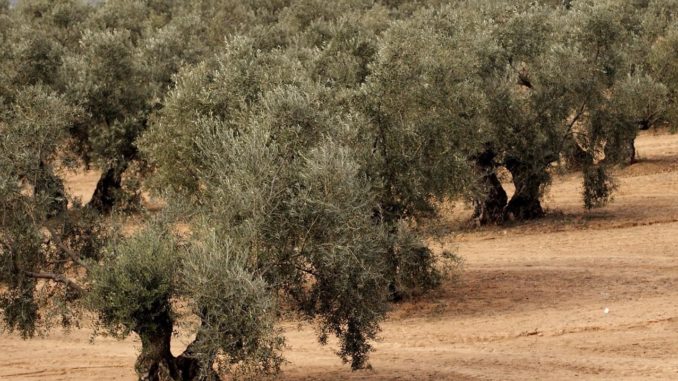 La-colaboracion-ciudadana-permite-recuperar-un-tractor-robado-con-7.000kg-de-aceituna