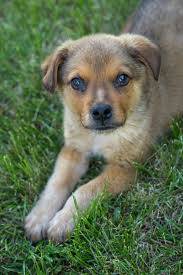 Se-ofrece-enlace-en-la-web-para-fomentar-la-adopcion-de-perros-recogidos