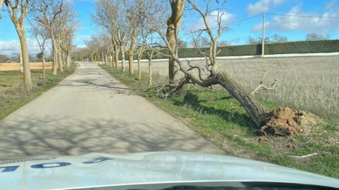 Mas-de-un-centenar-de-actuaciones-coordinadas-en-La-Roda-por-el-fuerte-temporal-de-viento